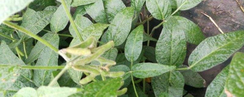 How to grow beans when it rains every day