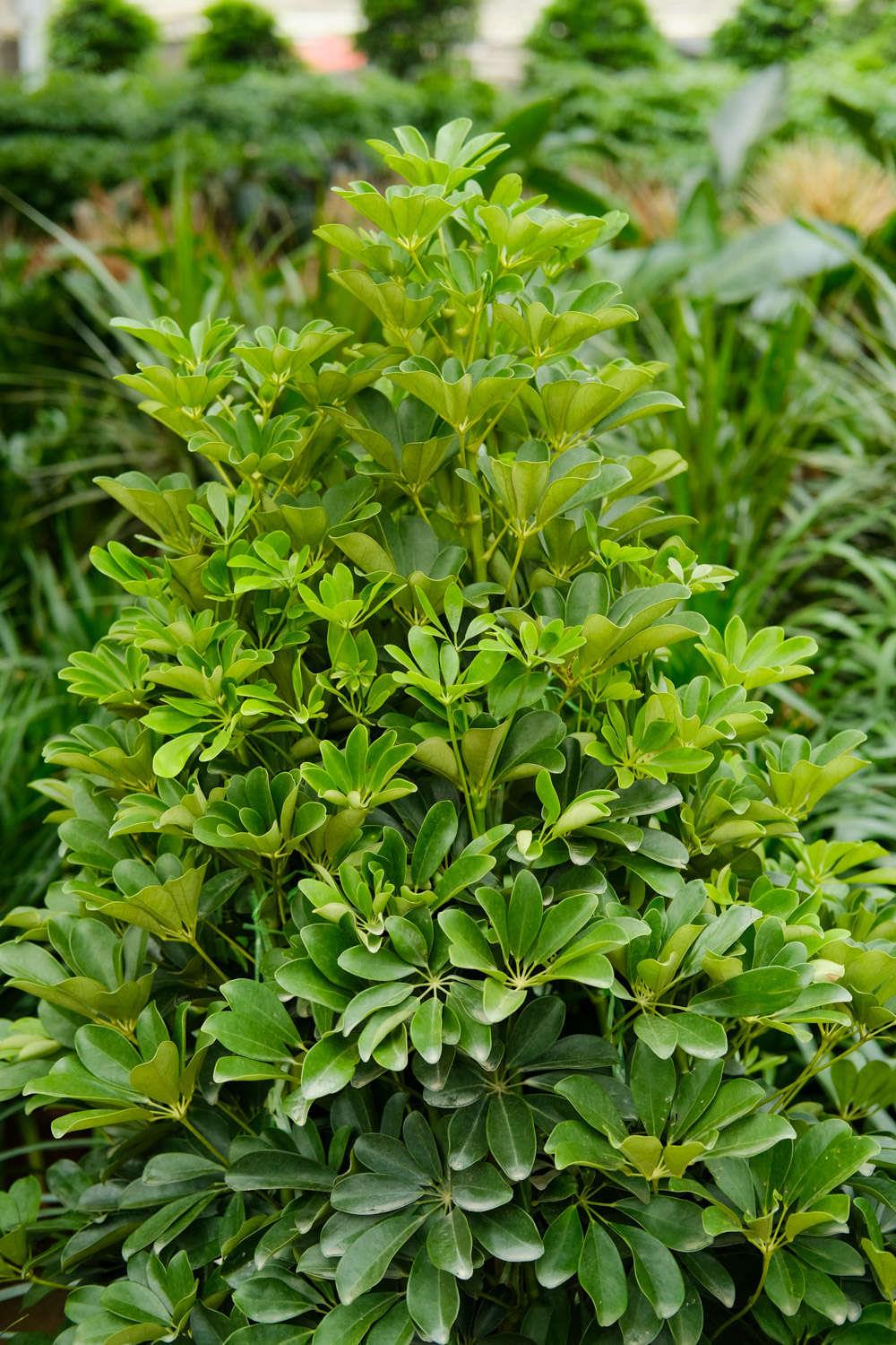 Duck's Foot Wood