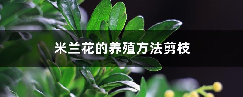 Milan flower cultivation method and pruning