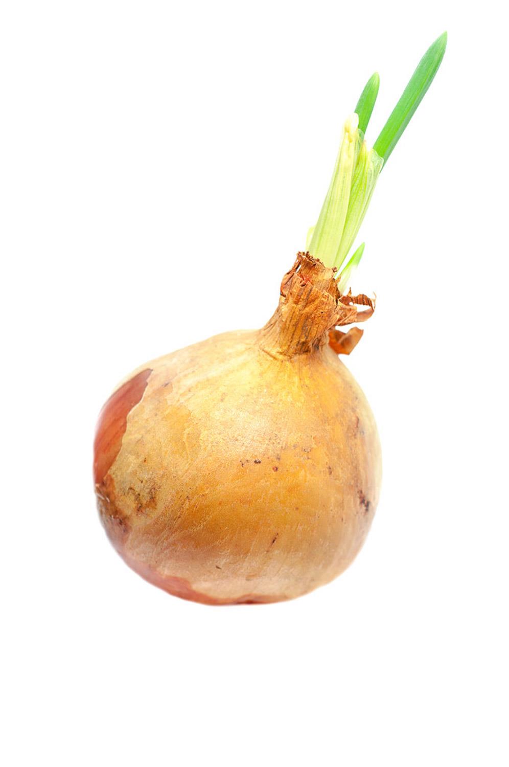 onion