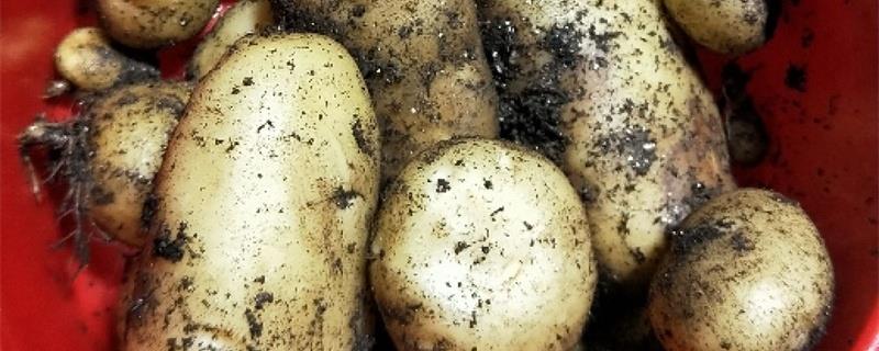 How to grow potatoes, what is the best base fertilizer