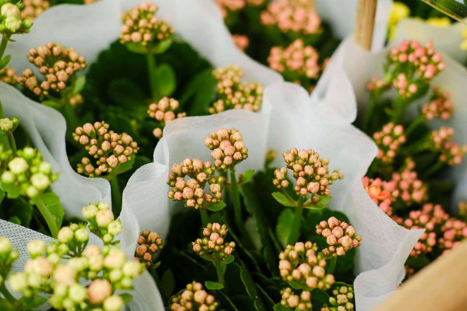 Longevity Flower