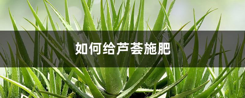 How to fertilize aloe vera, what kind of fertilizer is good