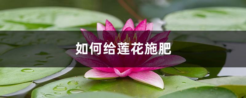 How to fertilize lotus, what kind of fertilizer is good