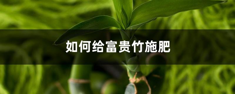 How to fertilize lucky bamboo, what kind of fertilizer is good