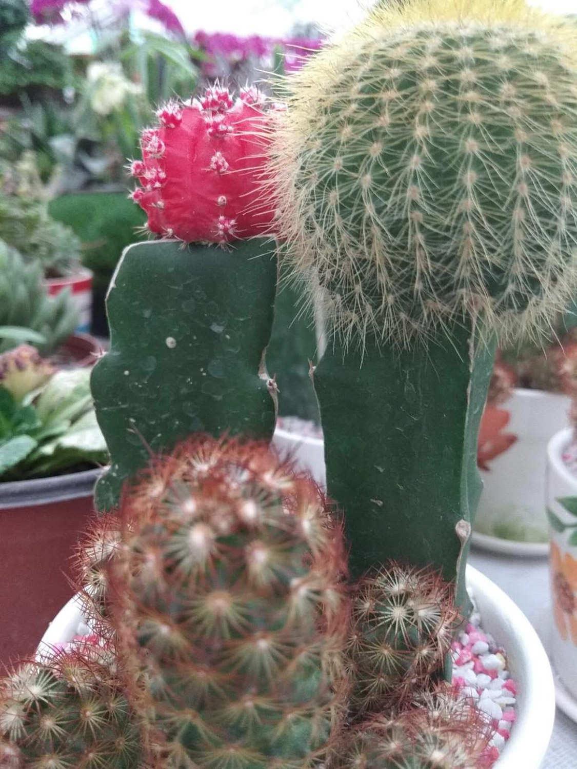 Cactus