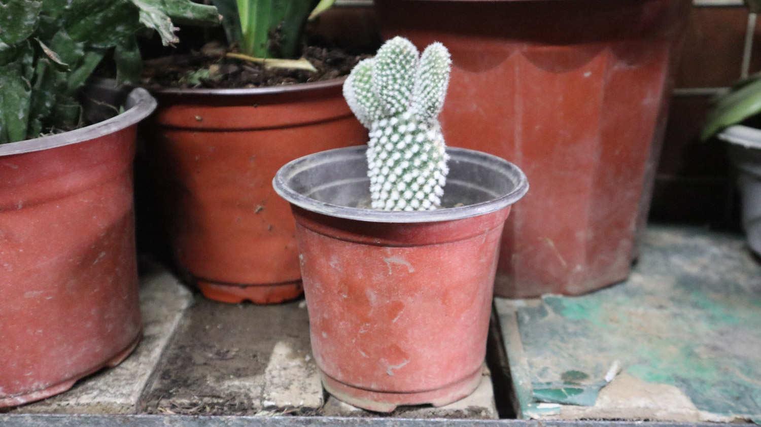 Cactus