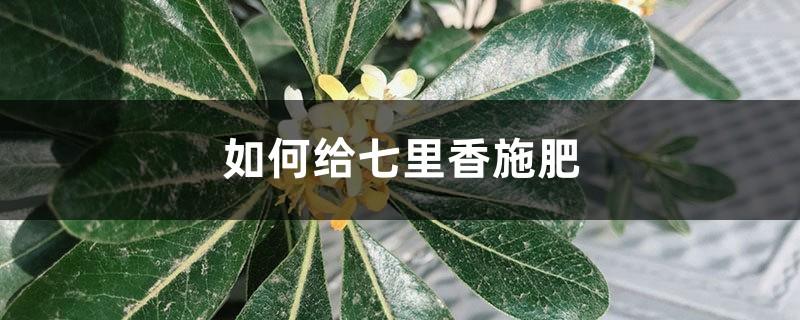 How to fertilize Qili Xiang, what kind of fertilizer is good