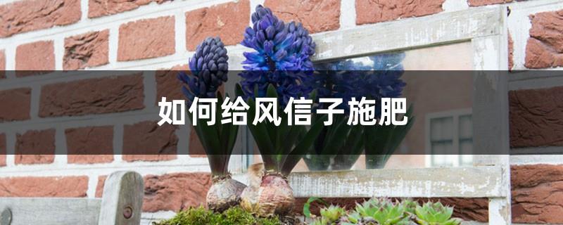 How to fertilize hyacinth, what kind of fertilizer is good