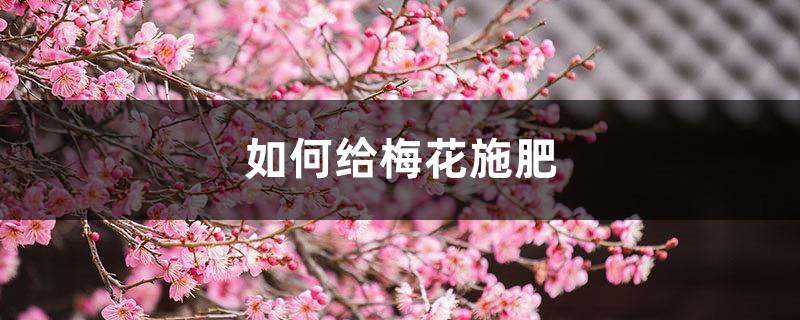 How to fertilize plum blossoms, what kind of fertilizer is good