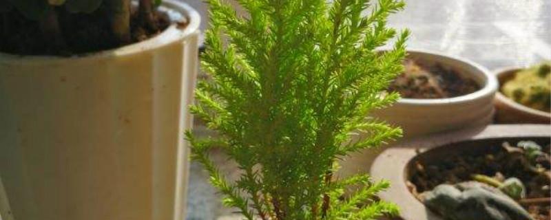 How to propagate fragrant pine plants, how to take cuttings