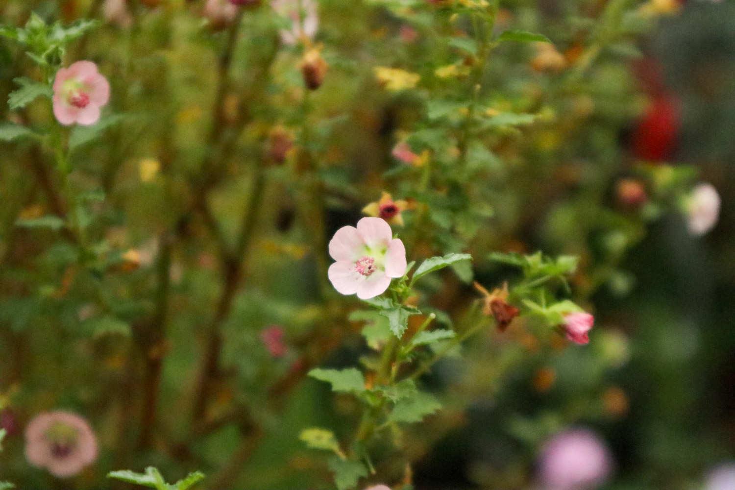 Little Hibiscus