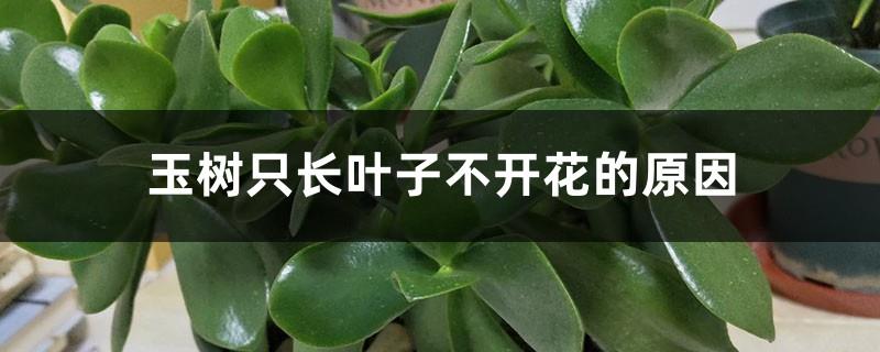 The reason why Yushu only grows leaves but not flowers, how to solve it