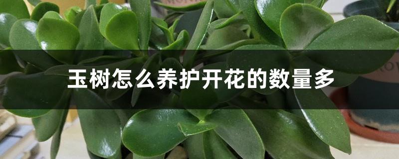 How to care for Yushu to have a large number of flowers and what time is the flowering period