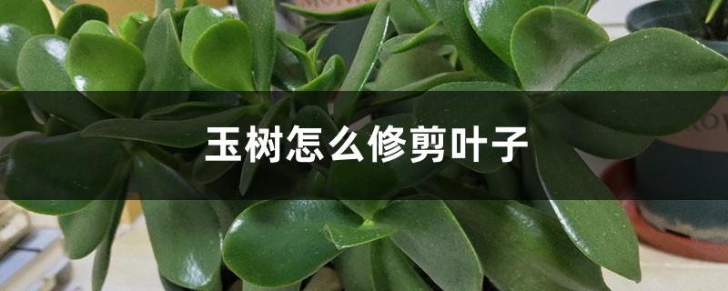 How to prune the leaves of Yushu, what should you pay attention to