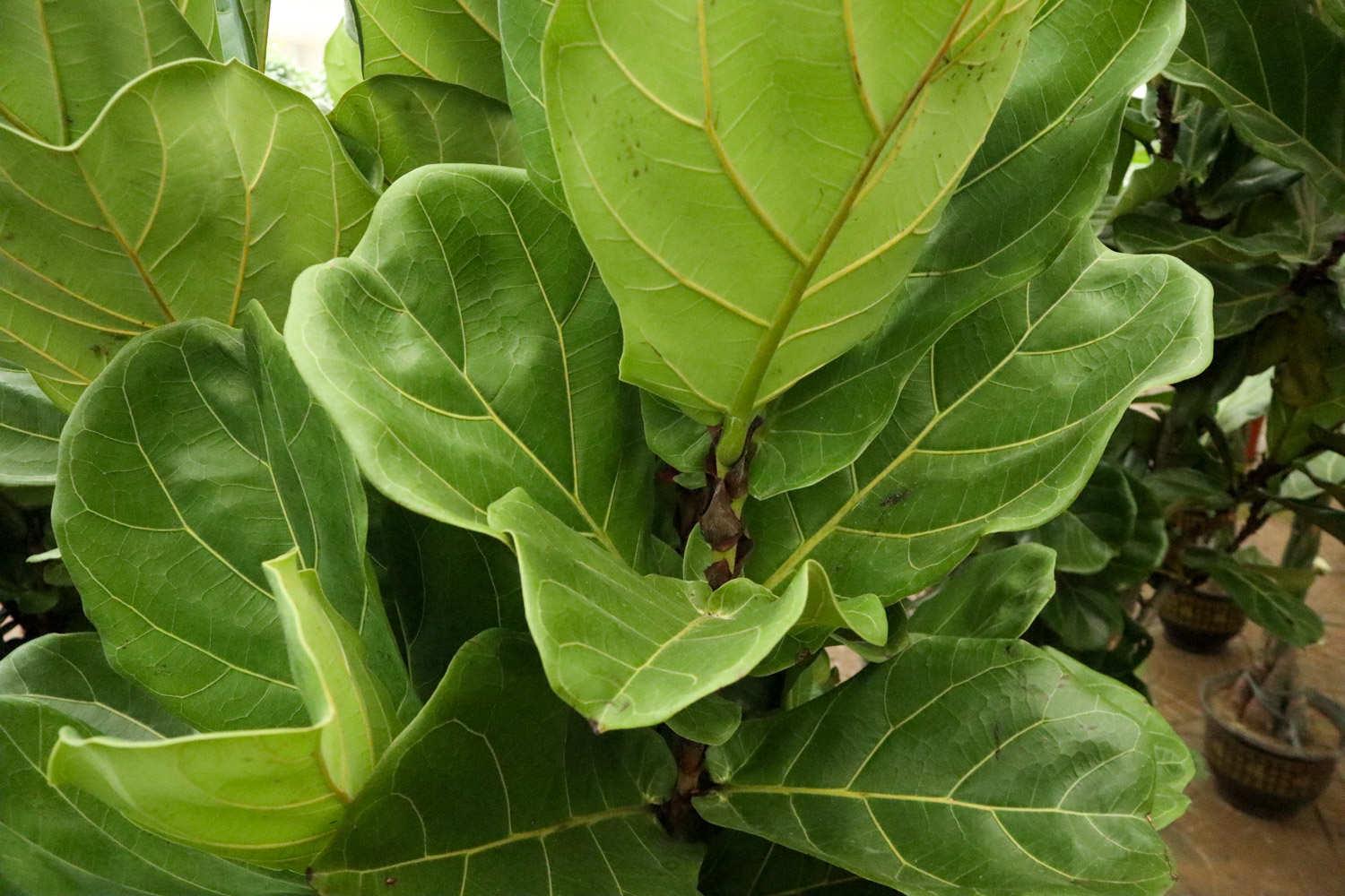 Rong fiddle leaf