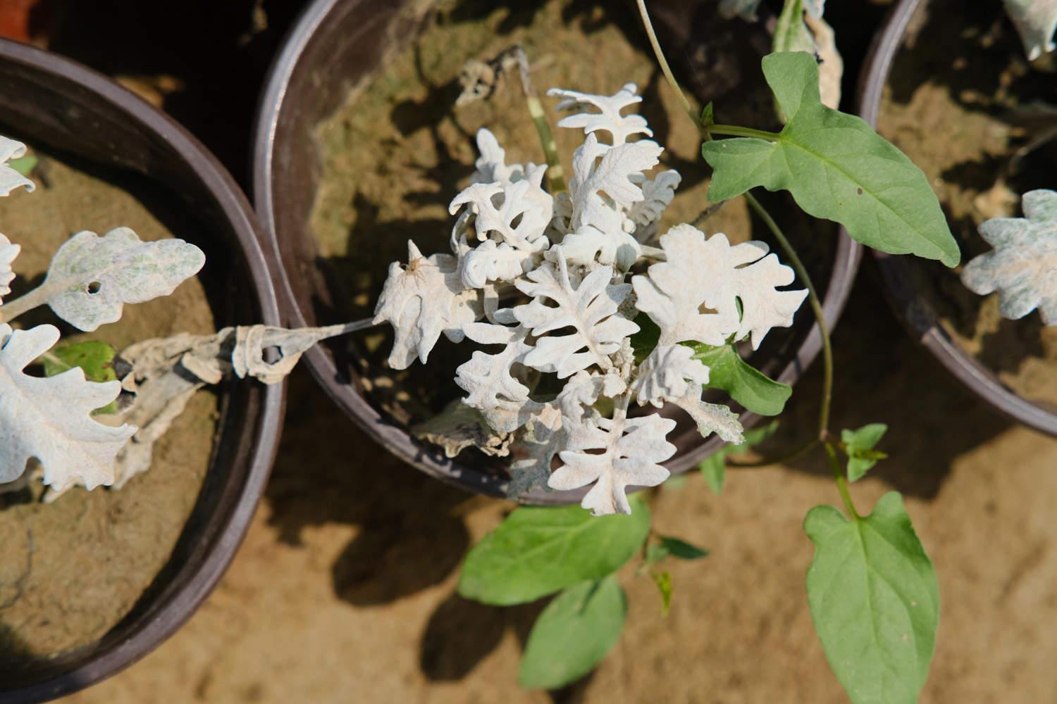 Silver Leaf Chrysanthemum