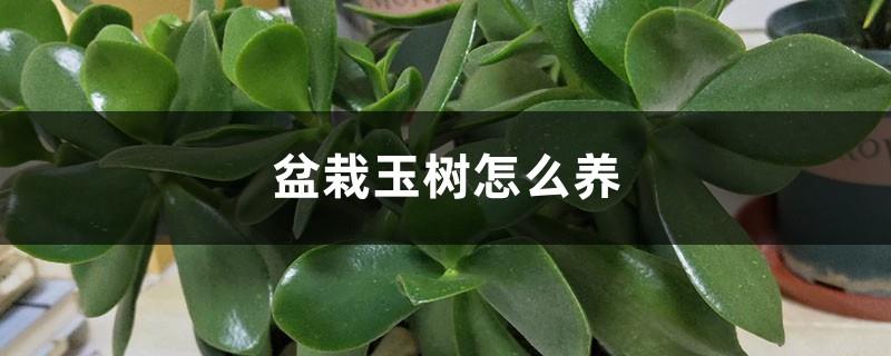 How to care for potted jade trees and what to do if there are diseases