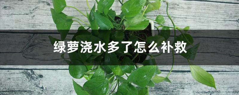 How to remedy pothos if it is watered too much, what water should be used to grow the best