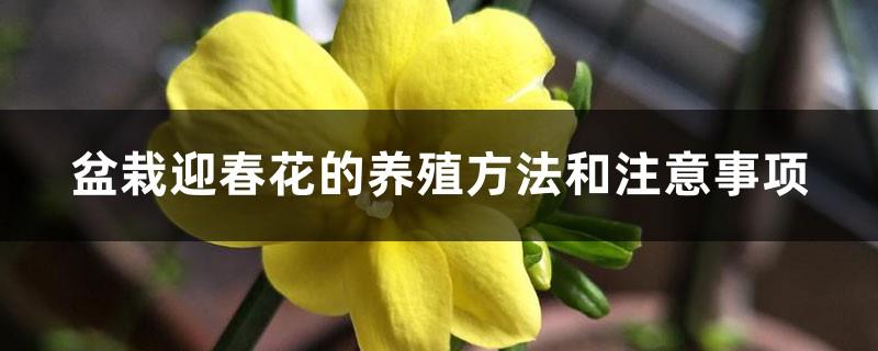 Cultivation methods and precautions for potted winter jasmine, how to propagate