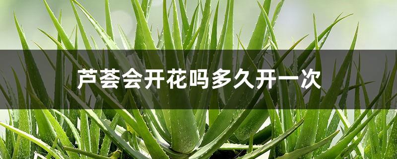 Will Aloe Vera bloom? How often does it bloom? How to promote flowering?