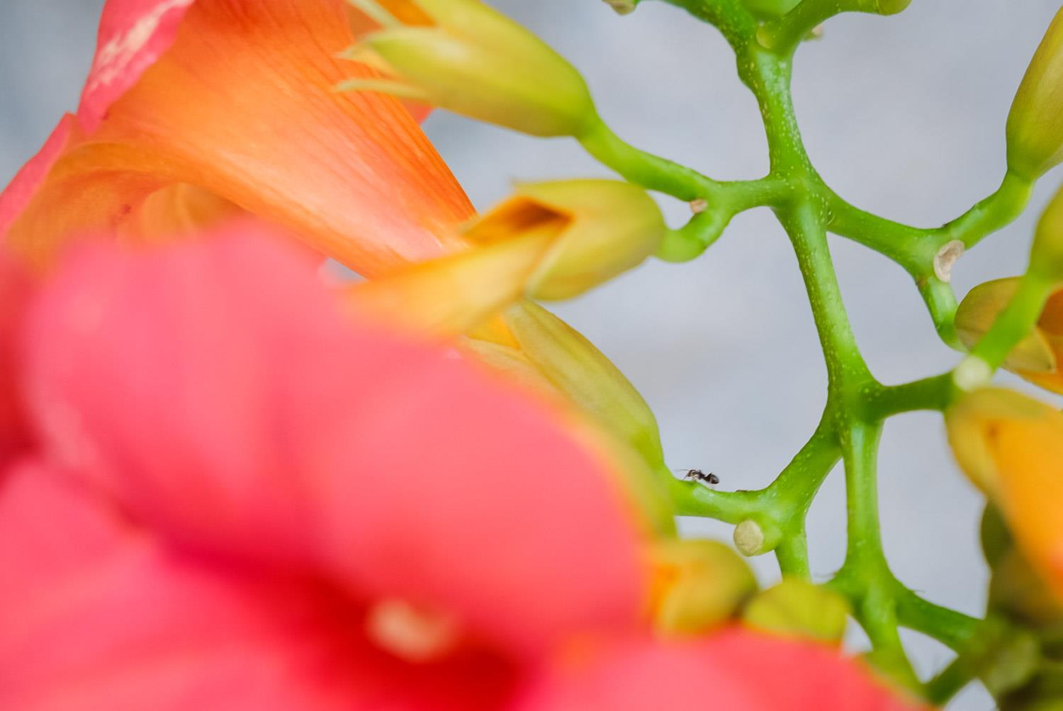 Lingxiao flower