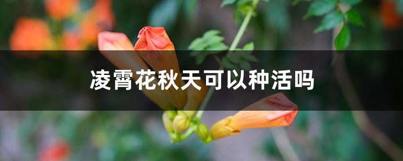 Can Lingxiao flowers be planted in autumn and how to plant them