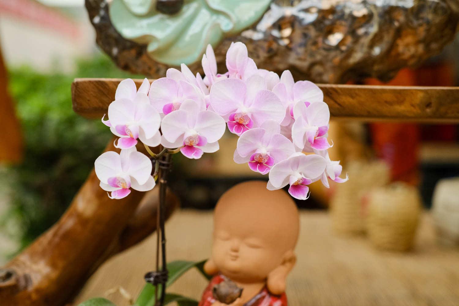 Phalaenopsis