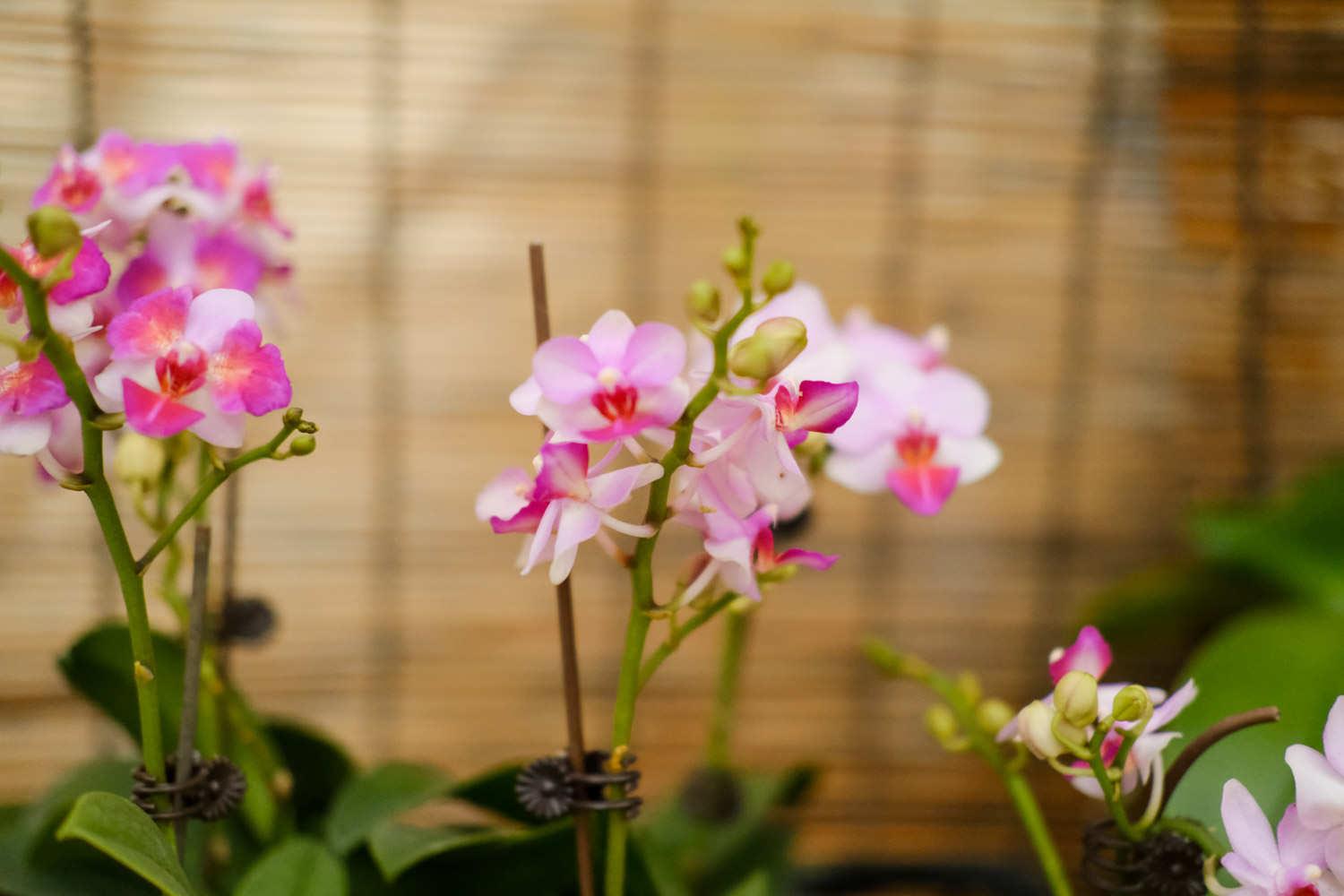 Phalaenopsis