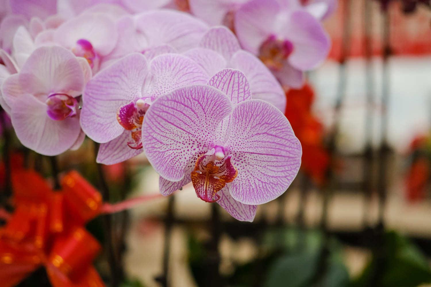 Phalaenopsis