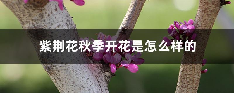 How does Bauhinia bloom in autumn and how often should we apply fertilizer