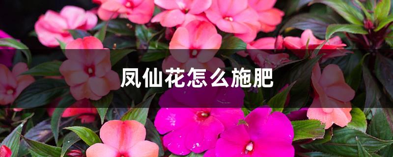 How to fertilize Impatiens, what should I do if the leaves wilt after over-fertilizing