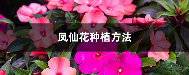 impatiens planting method, seed propagation method