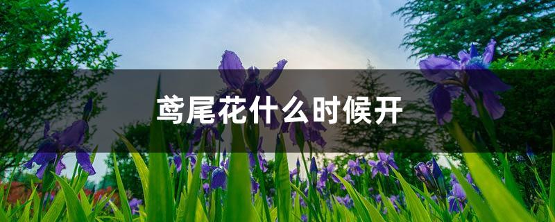 When does the iris bloom and how to care for it during the flowering period