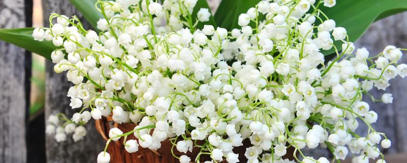 Fertilization requirements and watering requirements for lily of the valley