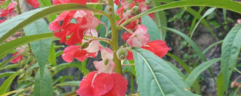 What season does the impatiens bloom? Is it a herb or woody plant