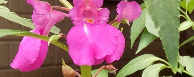 How to grow impatiens (family cultivation method)