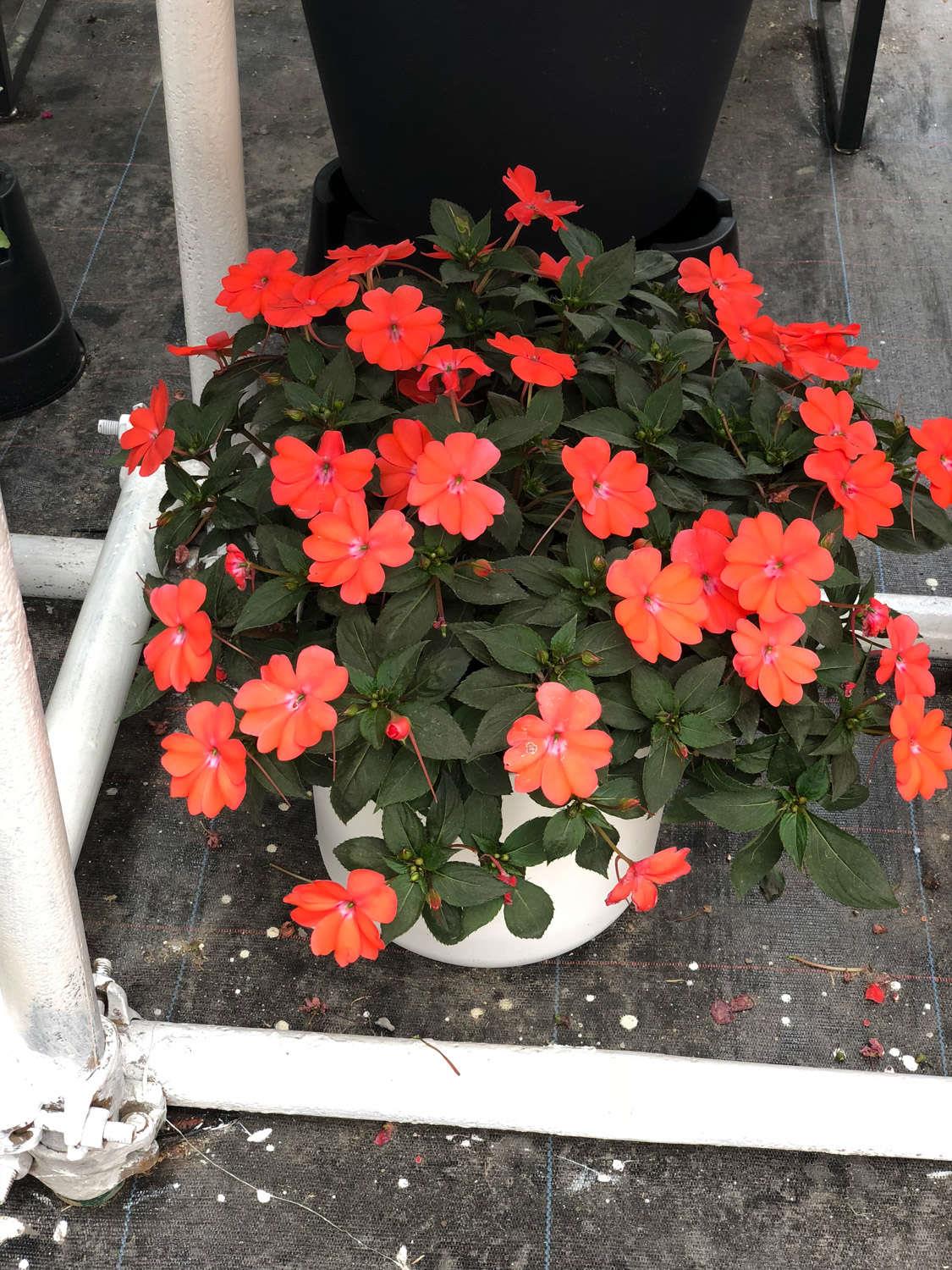  Impatiens