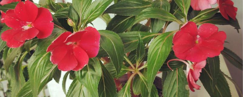 Does Impatiens have high requirements for light? What kind of environment does it like?