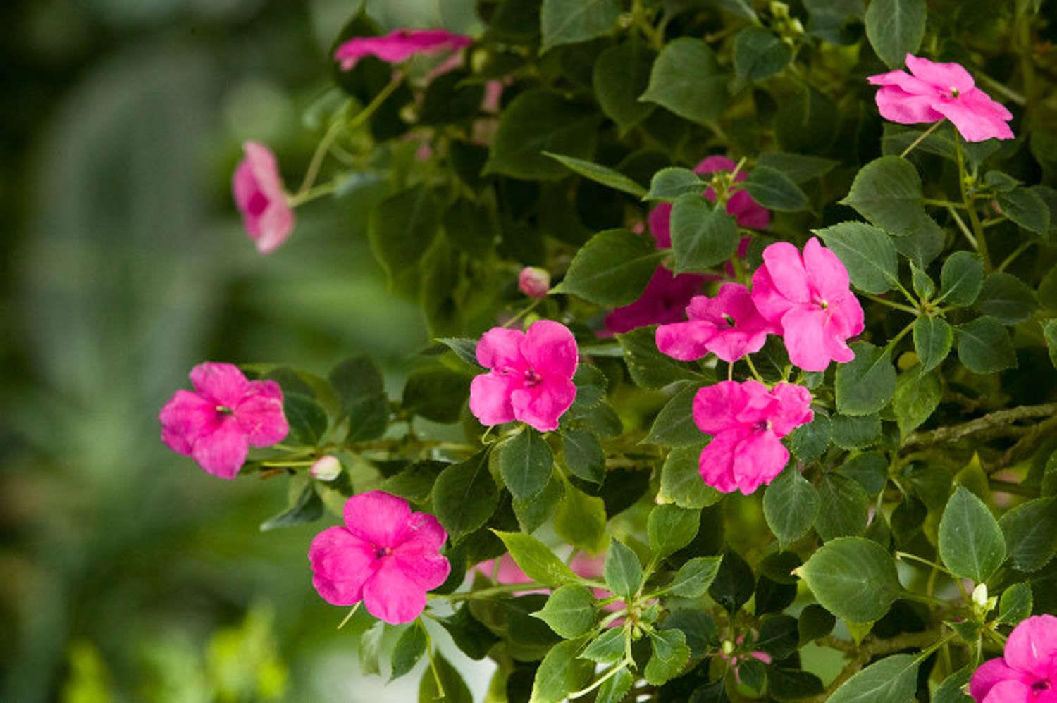  Impatiens