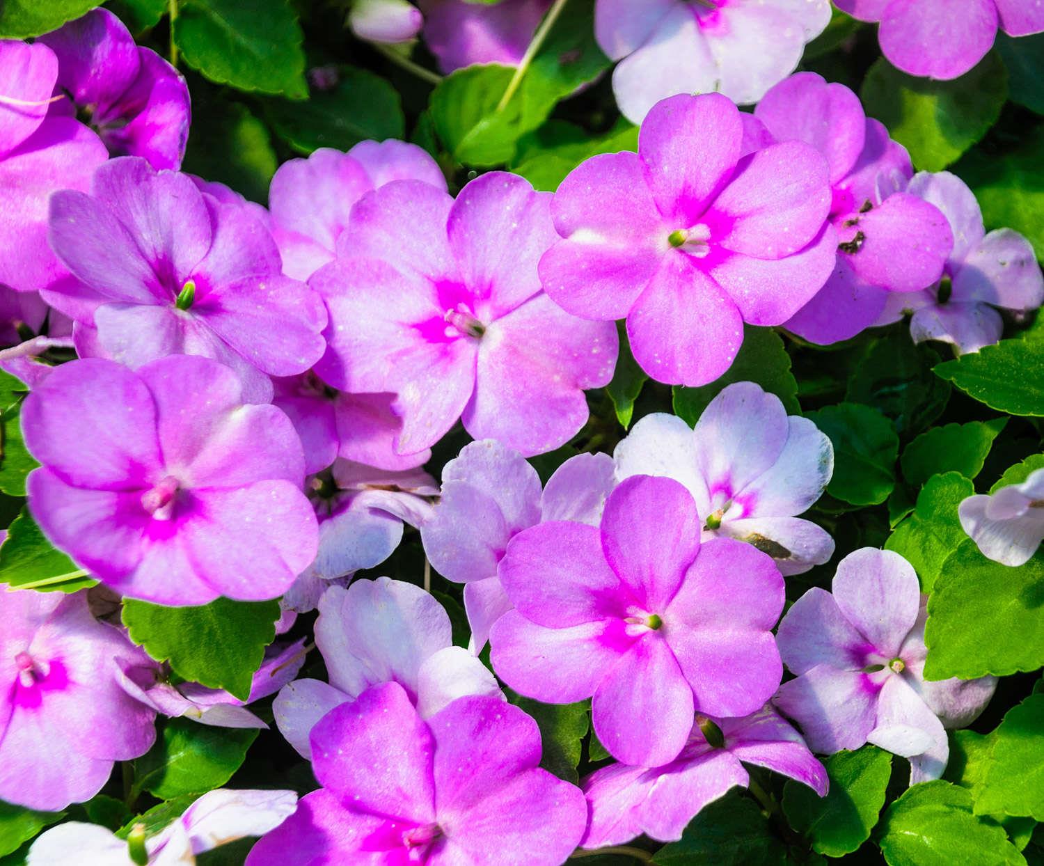  Impatiens