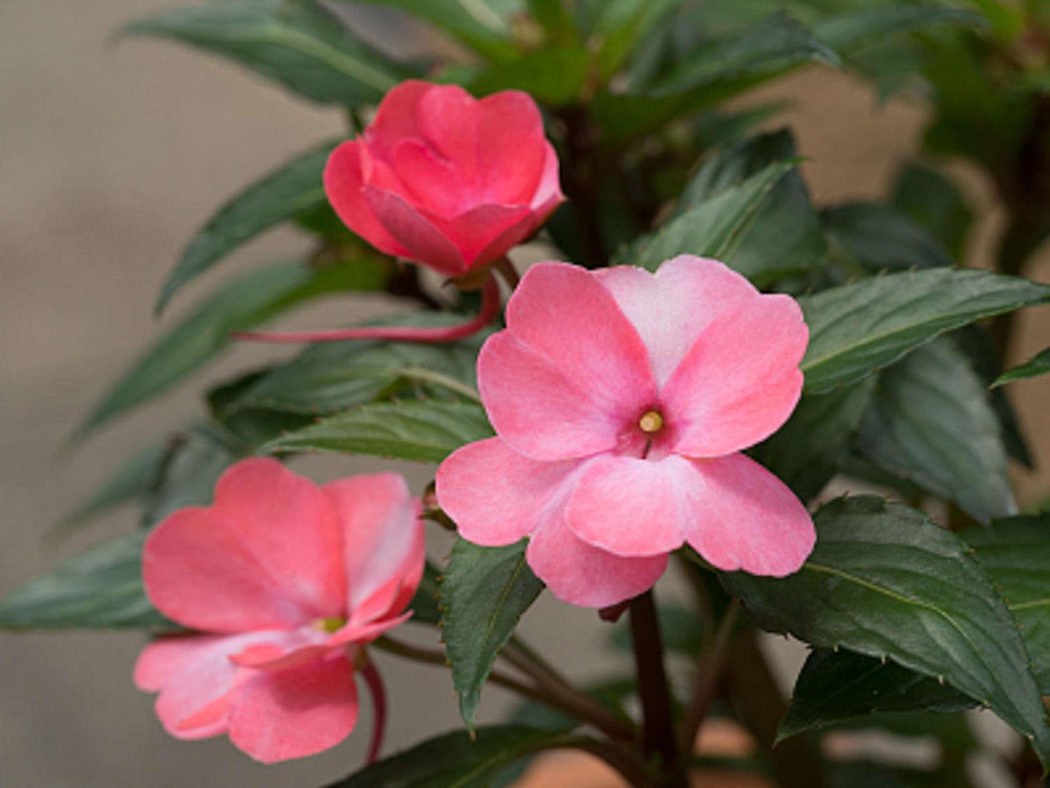 Impatiens