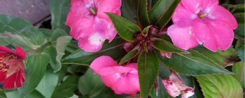 Essentials for fertilizing and watering impatiens, what to do if you apply too much