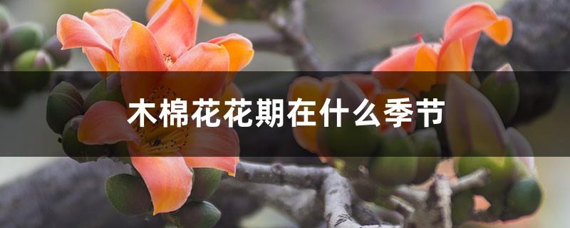 What season is the flowering period of kapok and how long is the flowering period