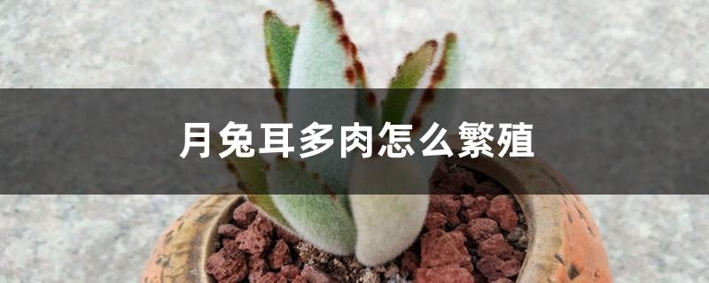 How to breed and raise succulents with moon rabbit ears