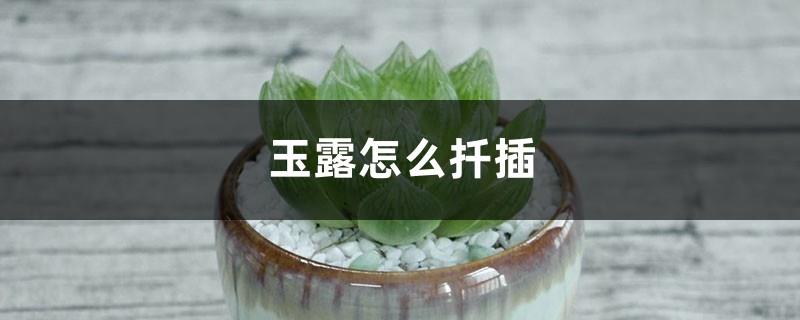 How to cut Yulu and how long it takes for the cuttings to take root