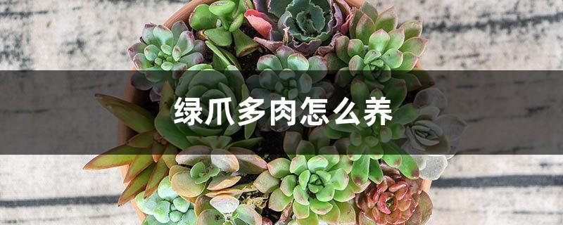 How to raise and breed Green Claw Succulent