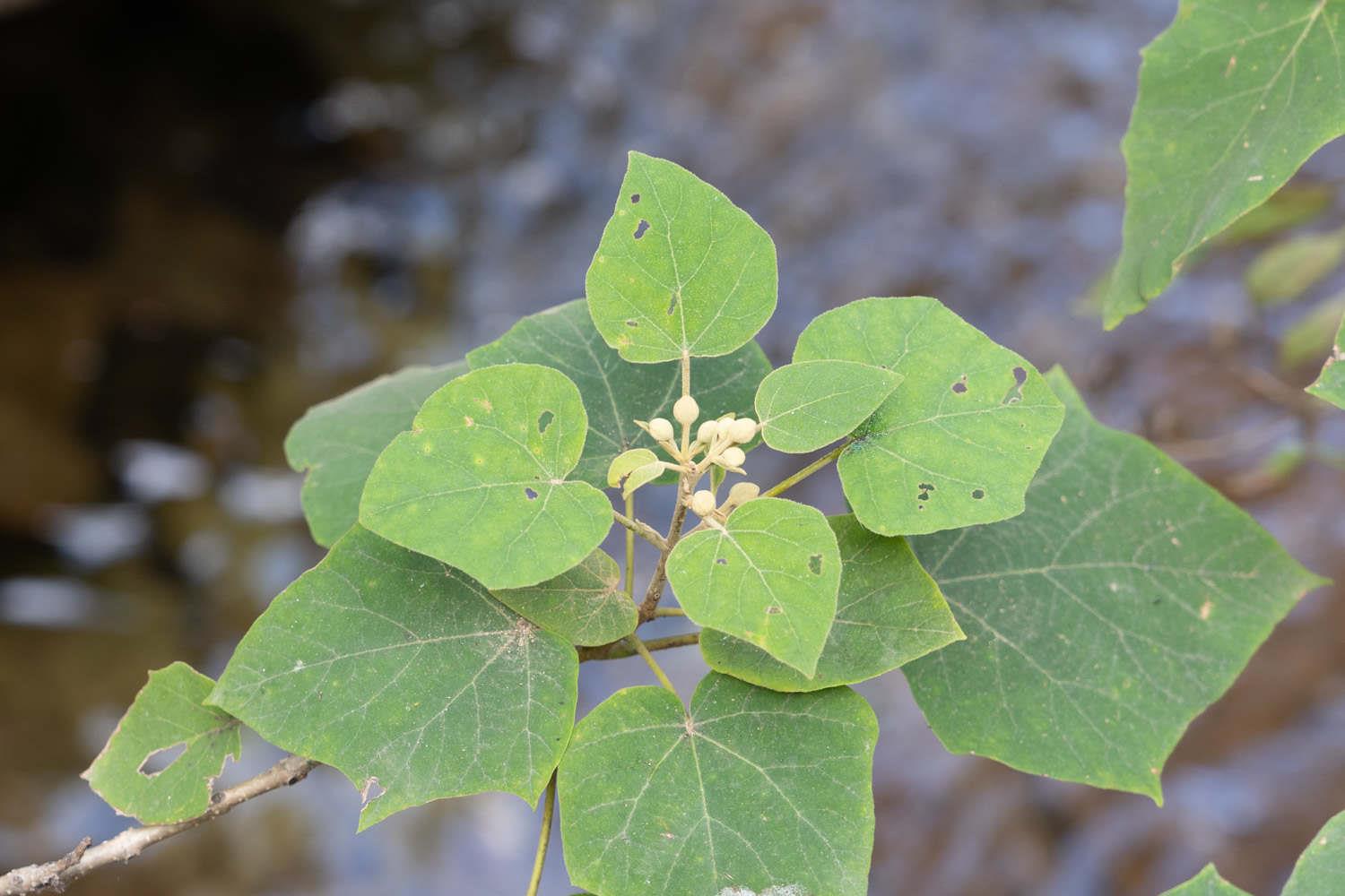 Paulownia