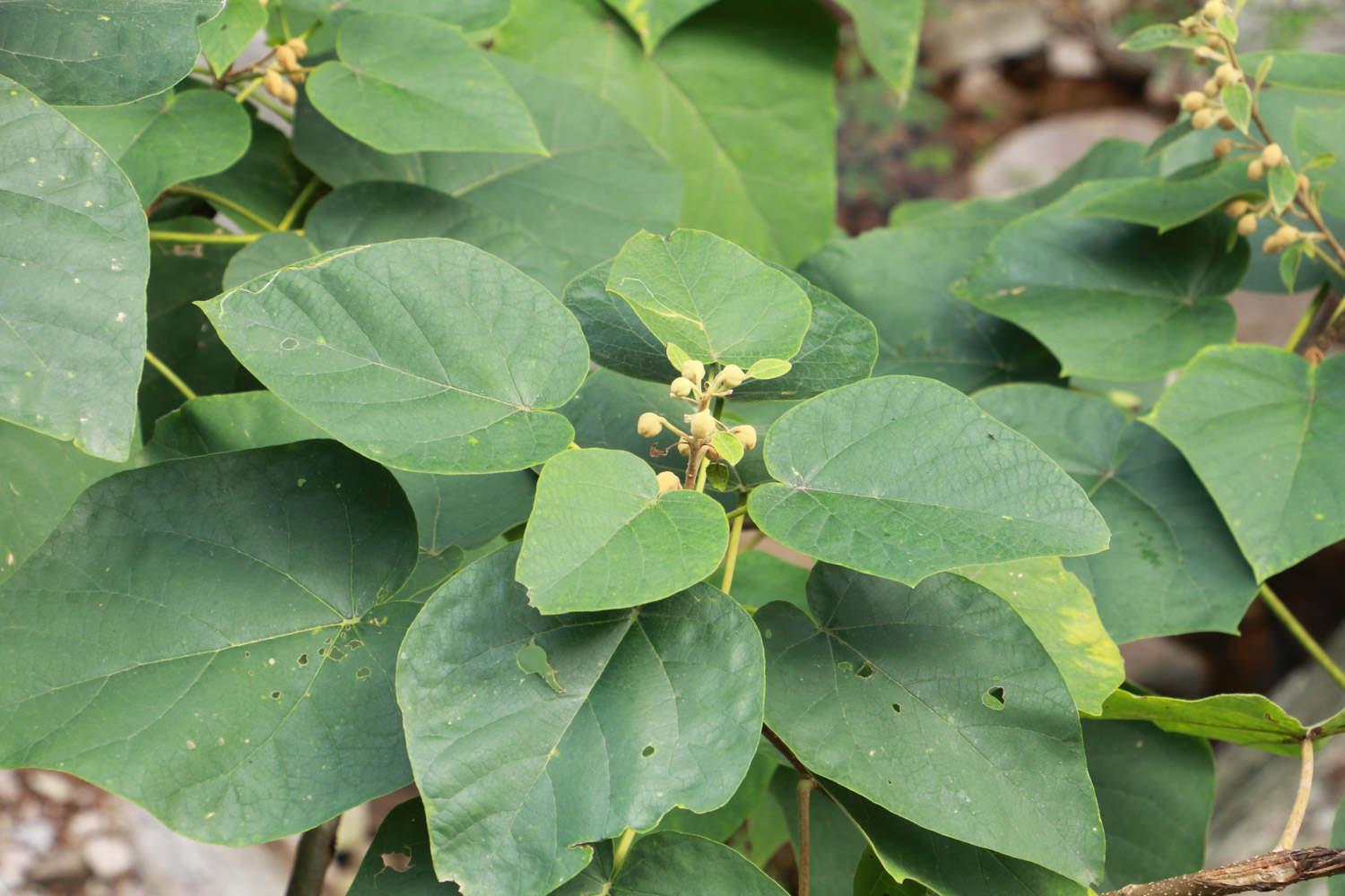 Paulownia