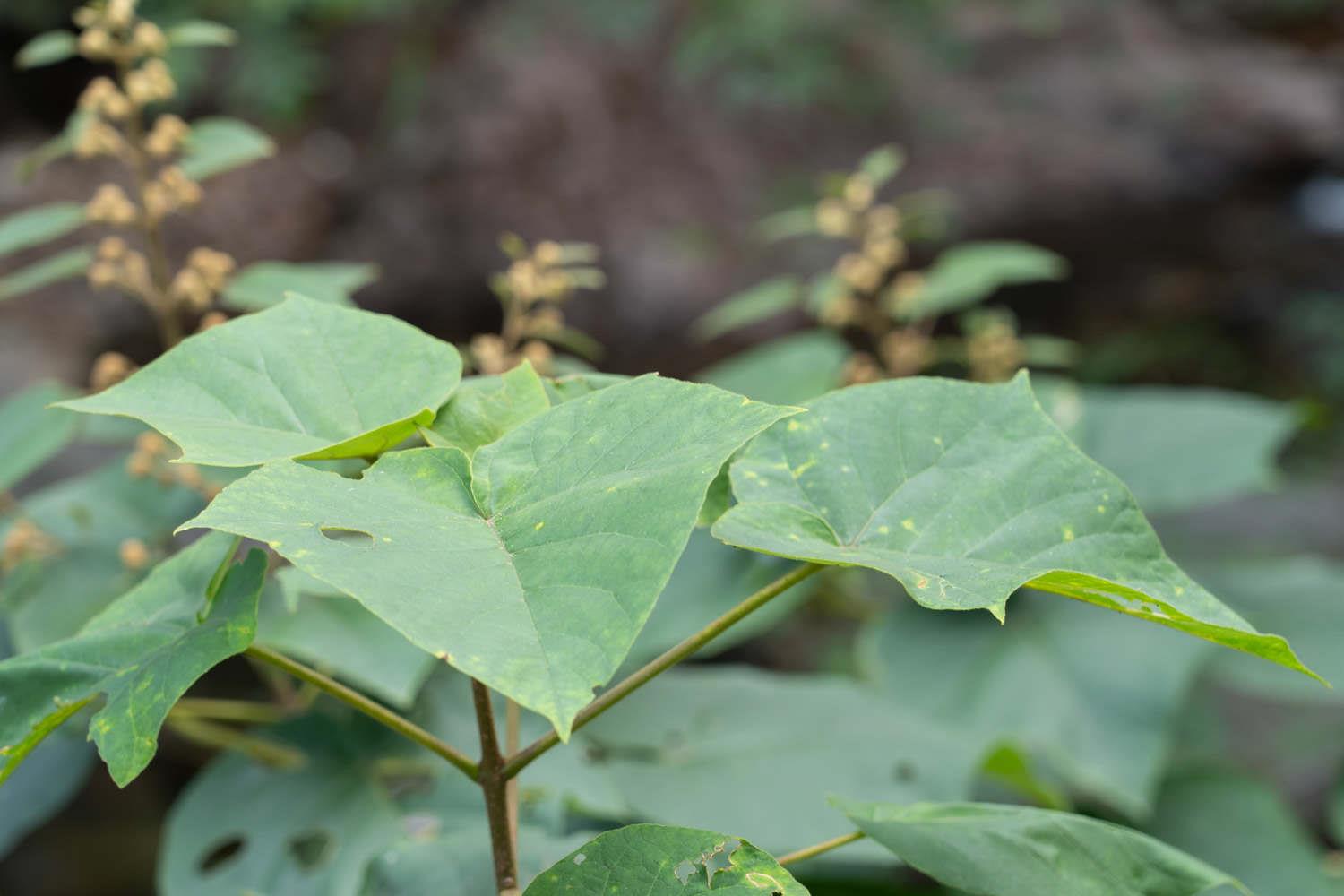 Paulownia